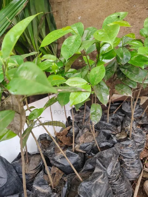Soursop Seedlings · Photo 1