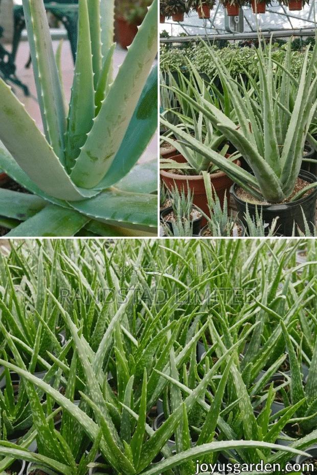 Aloe Vera Plant for Sale · Photo 2