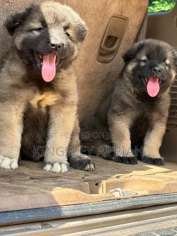 1-3 months Male Purebred Caucasian Shepherd · Photo 1