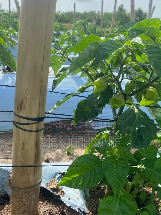 Habanero Pro Consult · Photo 3