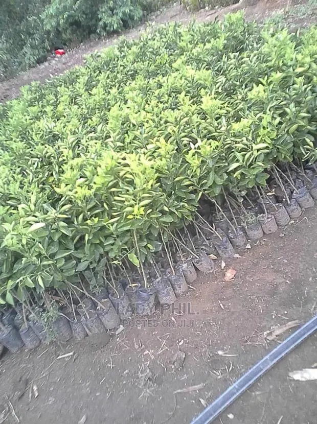 Quality Grafted Orange,Tangerine, Lemon,Lime and Others Seedlings · Photo 1