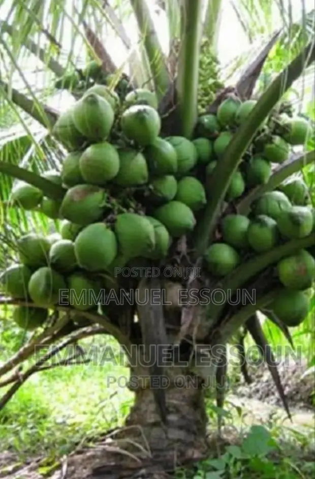Unmerited Giftag Coconut Seedlings · Photo 2