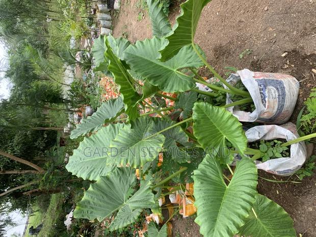 Elephant Ears for Sale · Photo 3