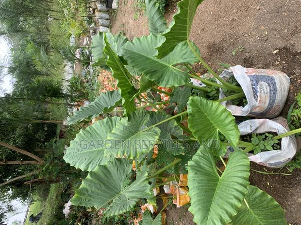 Elephant Ears for Sale · Photo 5