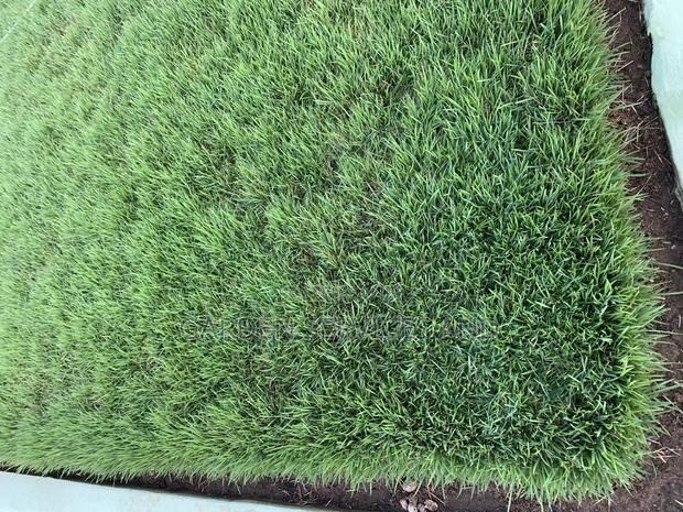 All Kinds of Natural Green Grass Available for Sale