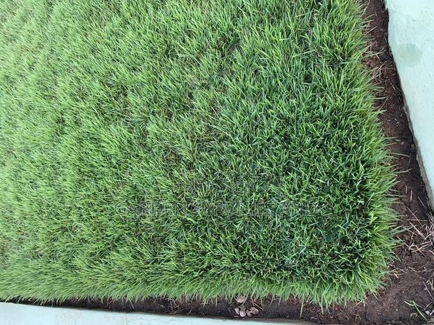 All Kinds of Natural Green Grass Available for Sale · Photo 2