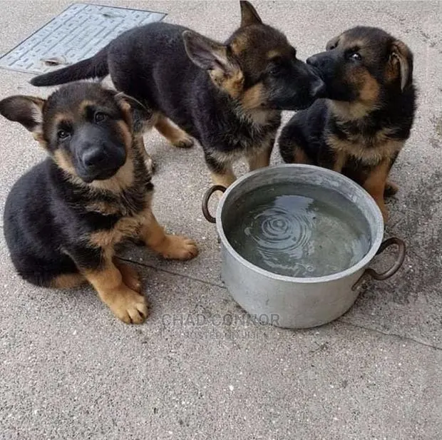 1-3 months Female Purebred German Shepherd