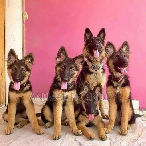 1-3 months Male Purebred German Shepherd · Photo 1