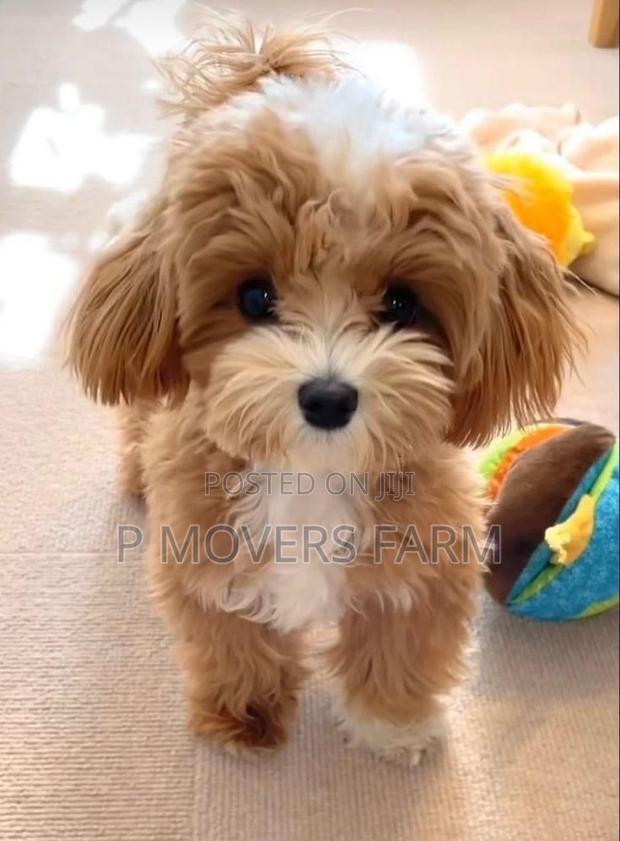 1-3 months Male Purebred Poodle · Photo 1