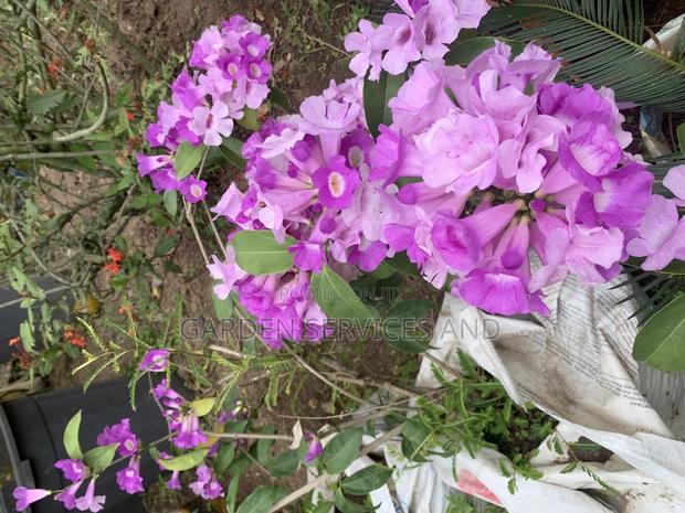 Anti Snake Flower for Sale · Photo 1