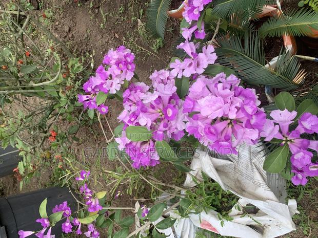 Anti Snake Flower for Sale · Photo 2