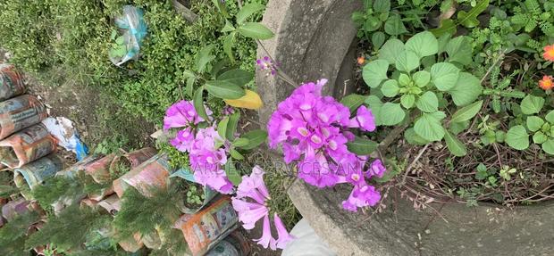 Anti Snake Flower for Sale · Photo 3