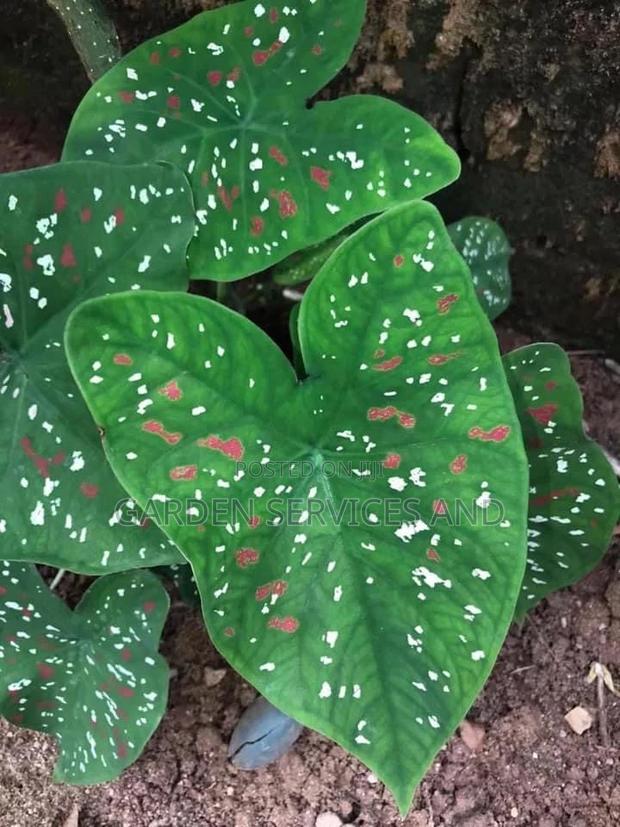 Caladium or ( Yesu Mogya ) · Photo 1