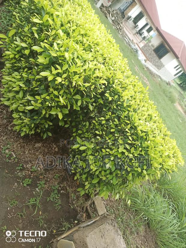 Joefel Tilling and Landscaping With Gardening · Photo 2