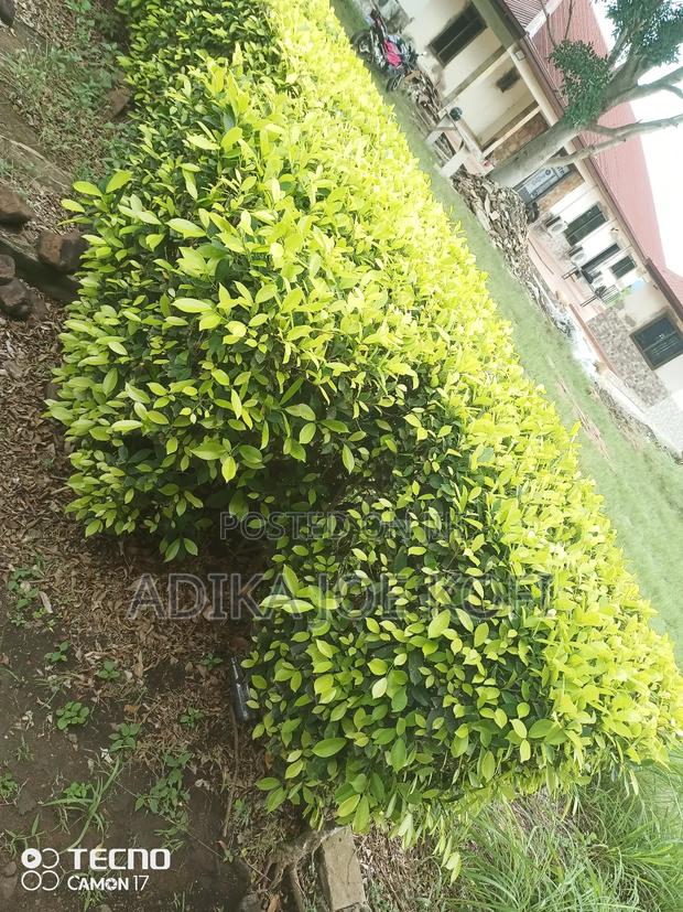 Joefel Tilling and Landscaping With Gardening · Photo 3