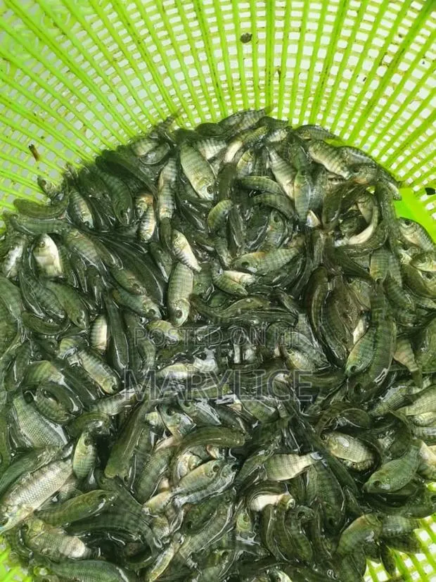 Fast-Growing Tilapia Fingerlings Available · Photo 1
