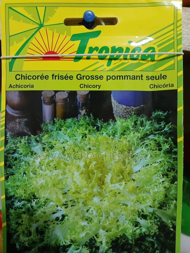 Chicory Seeds · Photo 2