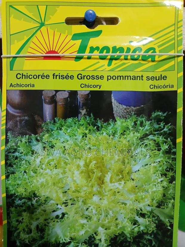 Chicory Seeds · Photo 3