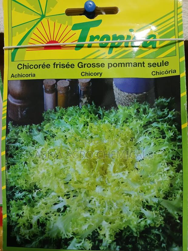 Chicory Seeds · Photo 4