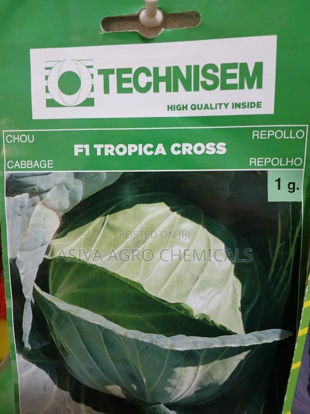 Cabbage(Red and Green) Seeds · Photo 3