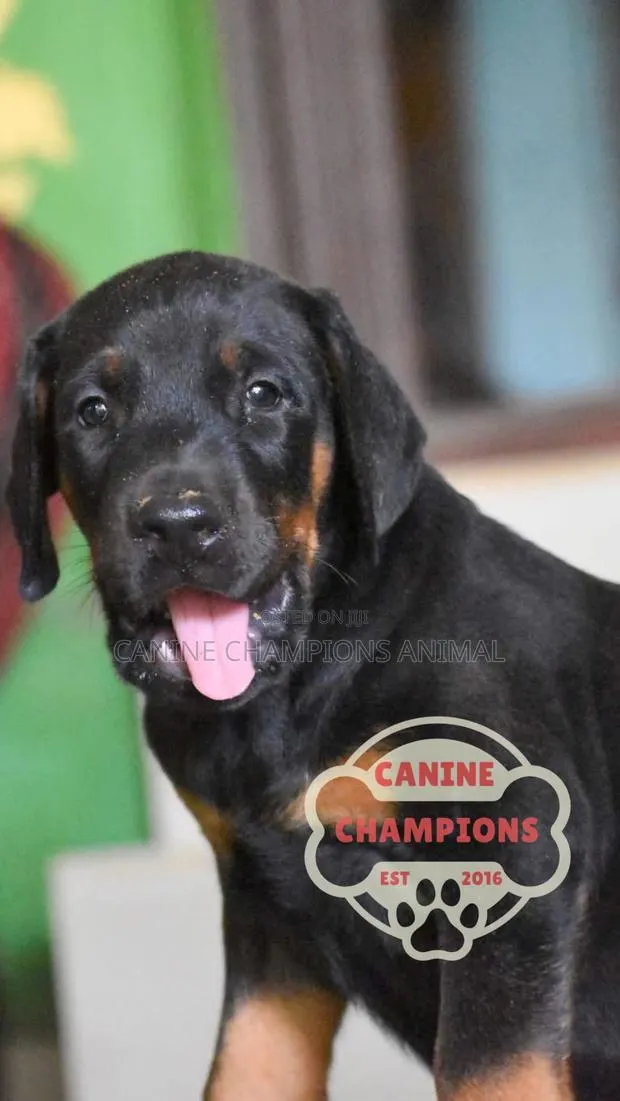 1-3 months Female Purebred Doberman Pinscher · Photo 1