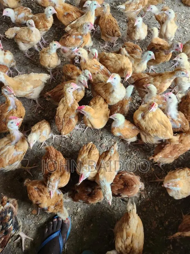 Poultry Birds · Photo 1