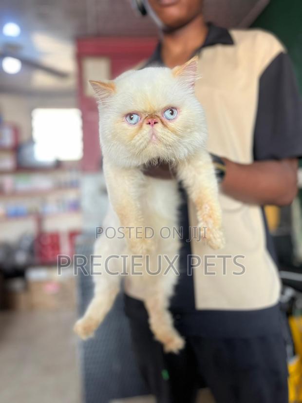 1+ year Male Purebred Persian · Photo 2