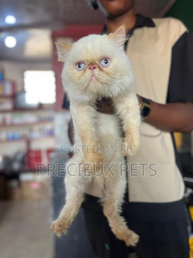 1+ year Male Purebred Persian · Photo 1