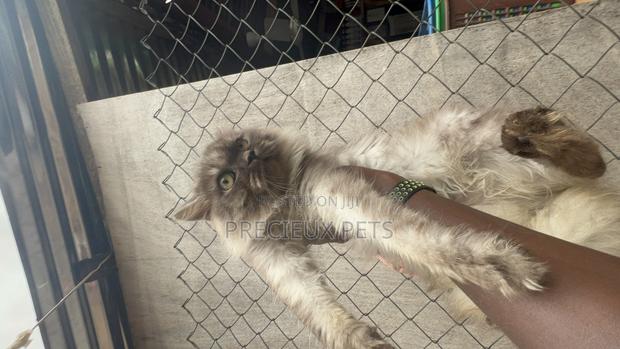 1+ year Male Purebred Persian · Photo 1