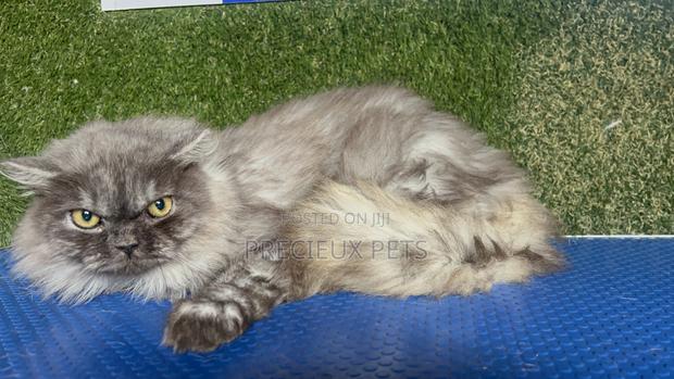 1+ year Male Purebred Persian · Photo 2