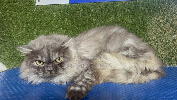 1+ year Male Purebred Persian · Photo 3