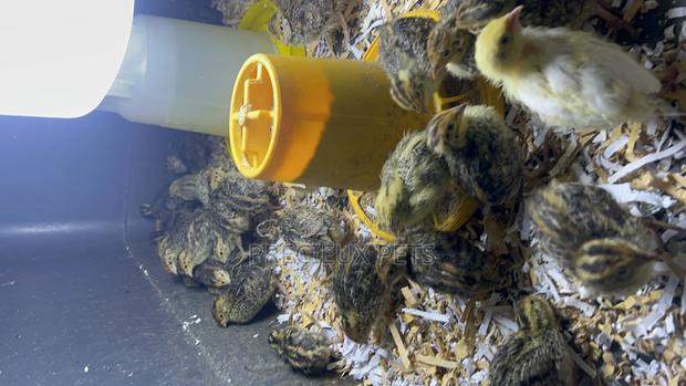 Quail Birds · Photo 1