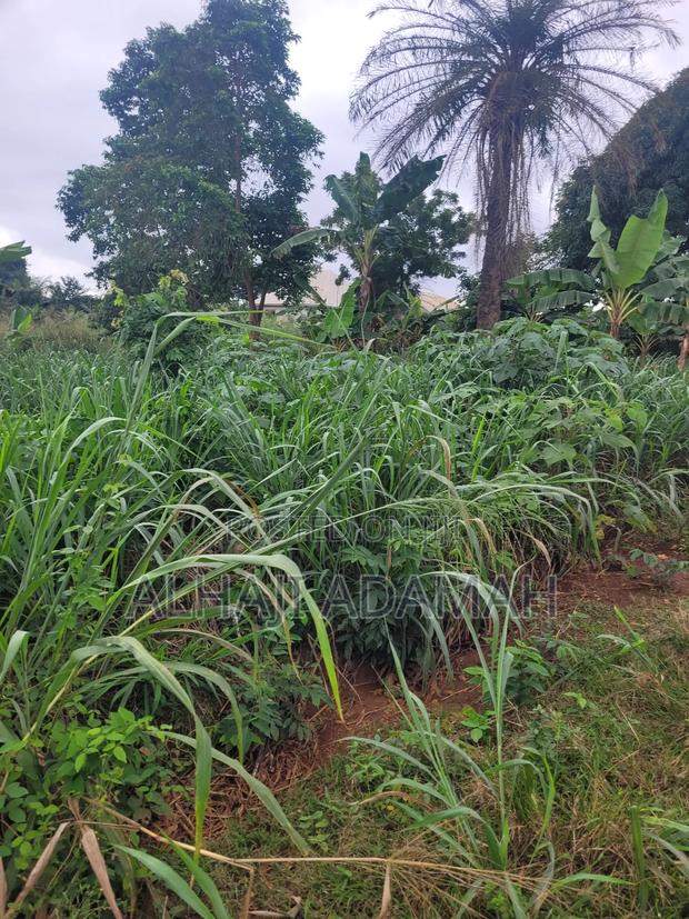 Two Plots of Land for Sale at Santa'si Darko · Photo 2