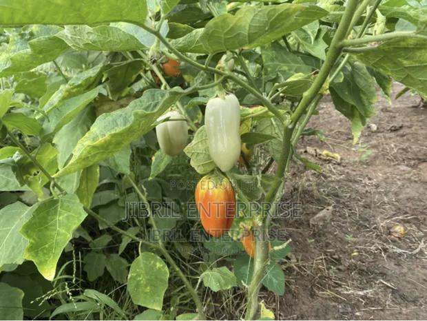 West African Eggplant · Photo 1
