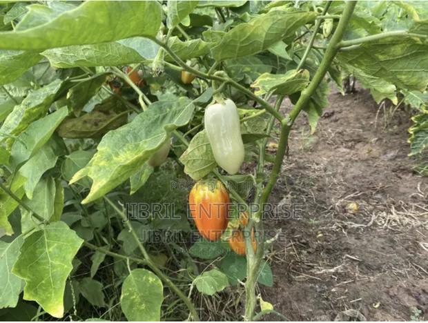 West African Eggplant · Photo 3