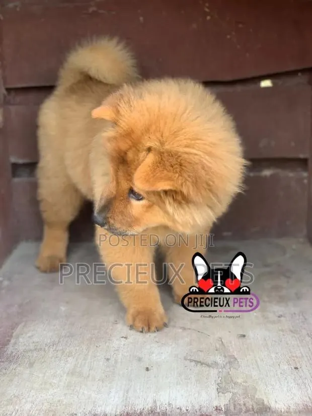 1-3 Months Female Purebred Chow Chow · Photo 1