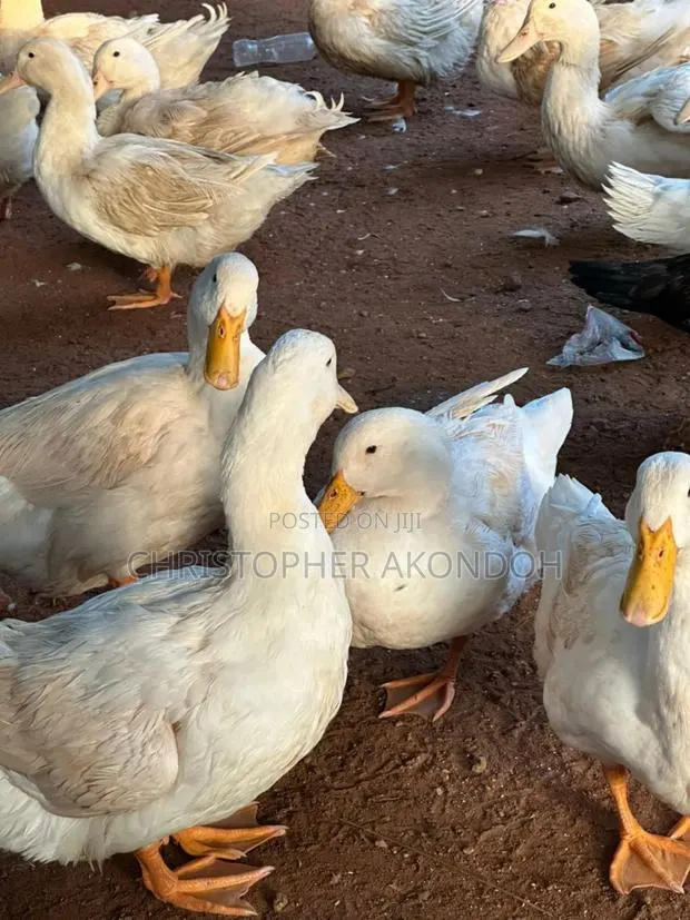 Mature Pekins · Photo 2