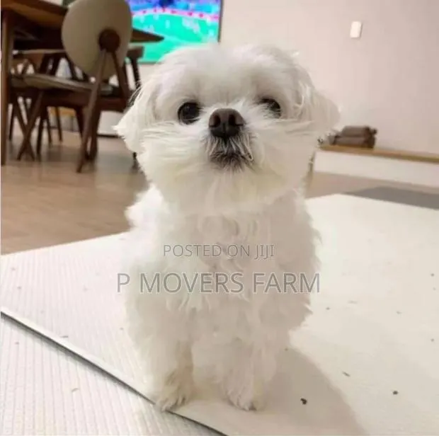 1-3 months Male Purebred Maltese · Photo 1