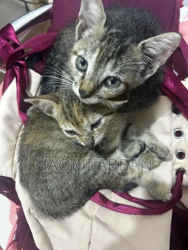 1-3 months Female Mixed Breed Tabby · Photo 1