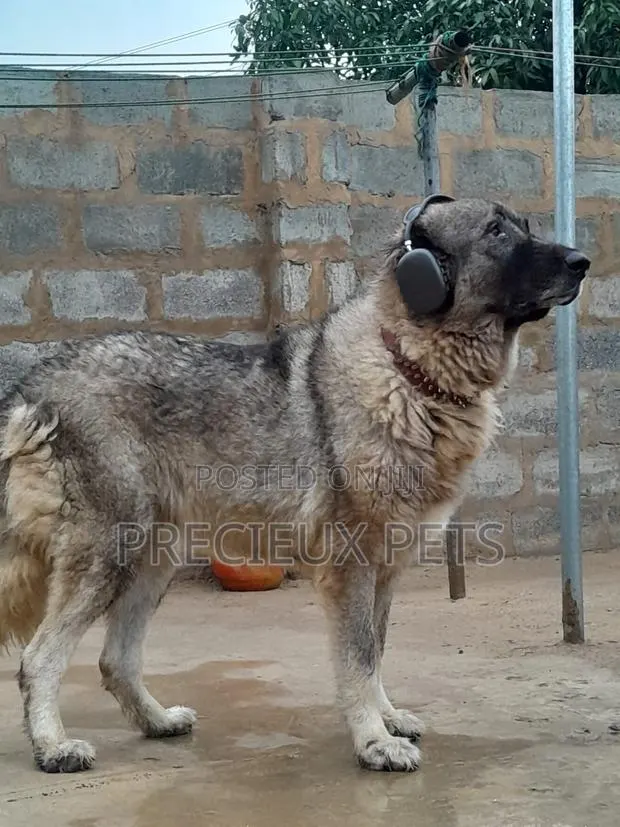 1+ year Female Purebred Caucasian Shepherd · Photo 1