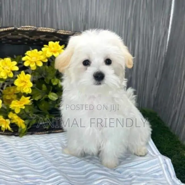 1-3 months Male Purebred Maltese · Photo 1