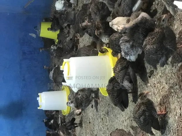 8 Weeks Guinea Fowls · Photo 2