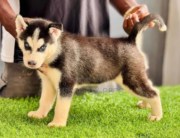 1-3 months Male Purebred Siberian Husky · Photo 1