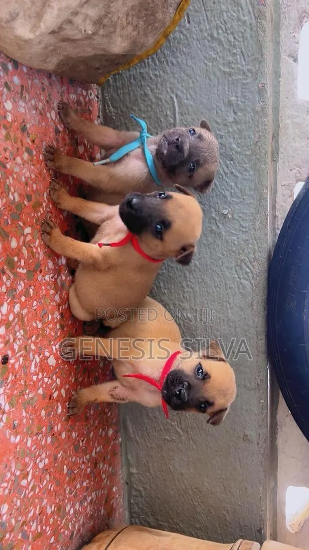 1-3 months Female Purebred American Pit Bull Terrier