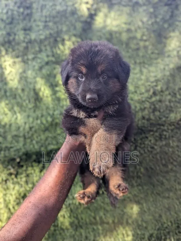 1-3 months Male Purebred German Shepherd · Photo 1