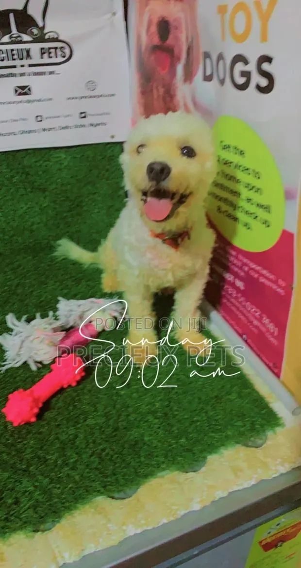 6-12 Months Male Purebred Poodle · Photo 1