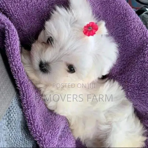3-6 months Male Purebred Maltese · Photo 1