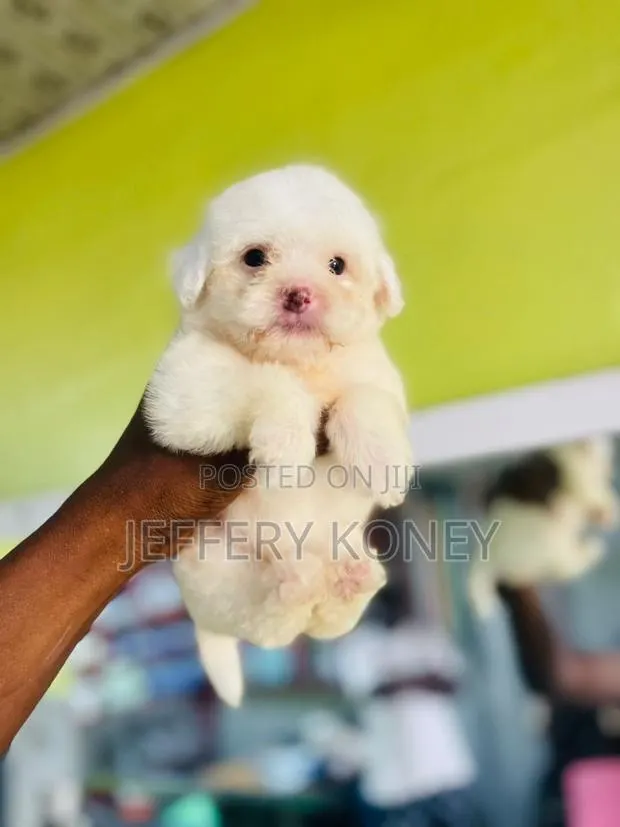 1-3 months Female Purebred Poodle · Photo 1