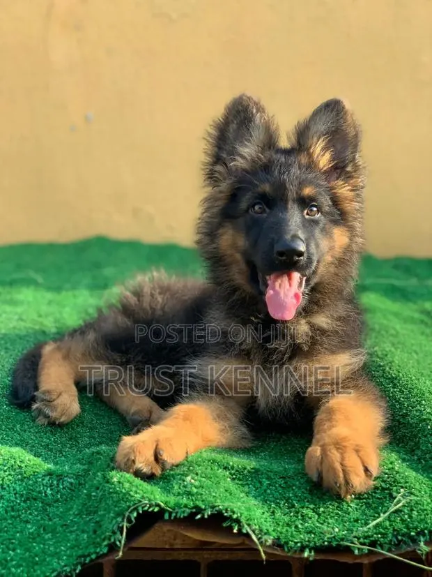1-3 months Male Purebred German Shepherd · Photo 1