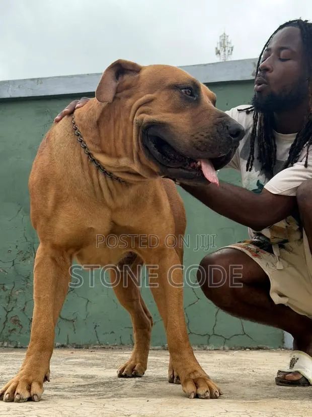 1+ year Male Purebred Boerboel · Photo 1